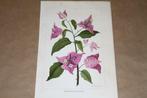 Antieke botanische kleurenlitho - Bougainvillea - Ca 1900 !!, Ophalen of Verzenden