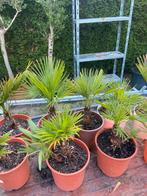 Chamaerops Humilis, Tuin en Terras, Volle zon, Vaste plant, Zomer, Ophalen