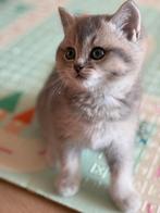 Lieve Britse Korthaar kittens uit liefdevol nestje! 12weken, Dieren en Toebehoren, Katten en Kittens | Raskatten | Korthaar, Meerdere dieren