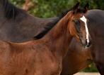 Lief en knap hengst veulen, Dieren en Toebehoren, Hengst, Minder dan 160 cm, Dressuurpaard, 0 tot 2 jaar