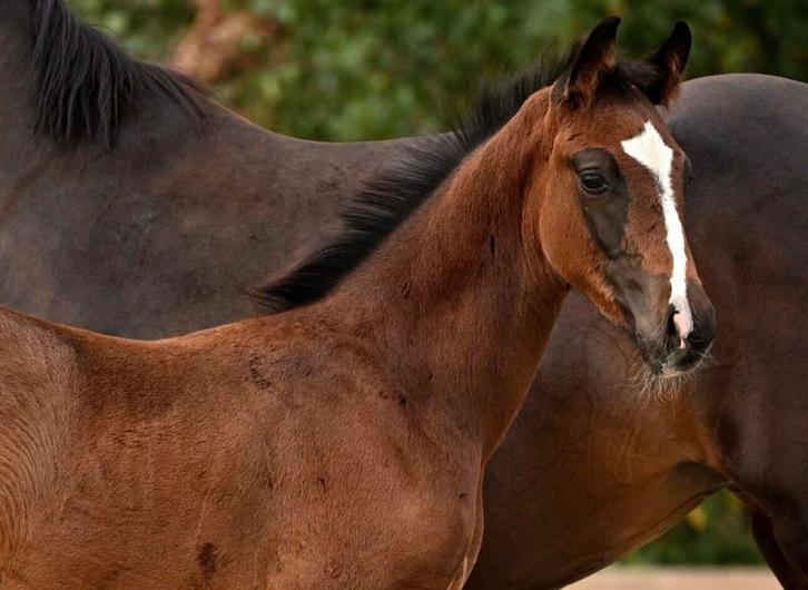 Lief en knap hengst veulen, Dieren en Toebehoren, Paarden, Hengst, Minder dan 160 cm, 0 tot 2 jaar, Dressuurpaard