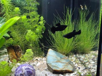 Black mollies baby beschikbaar voor biedingen