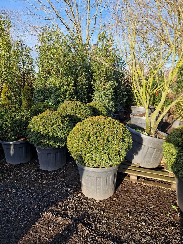 Taxus Baccata Bol - meerdere maten, Tuin en Terras, Overige soorten, Volle zon, Vaste plant, Ophalen of Verzenden