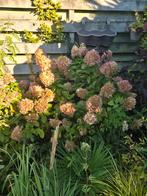 Hortensia sneeuwbal, Ophalen