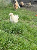 Jonge zijdehoenders, Dieren en Toebehoren, Pluimvee, Vrouwelijk, Kip