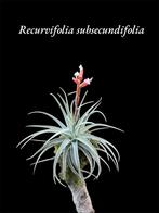 Recurvifolia Subsecundifolia, Ophalen of Verzenden, Overige soorten, Minder dan 100 cm