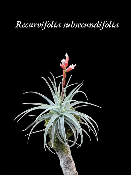 Recurvifolia Subsecundifolia, Huis en Inrichting, Kamerplanten, Overige soorten, Minder dan 100 cm, Ophalen of Verzenden