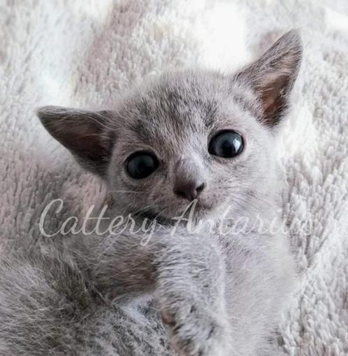 Blauwe Rus kittens, Dieren en Toebehoren, Katten en Kittens | Raskatten | Korthaar, Kater, 0 tot 2 jaar, Met stamboom, Gechipt