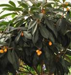 Te koop: Japanse wolmispel of loquat zaailingen, Ophalen