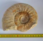 Ammoniet: Indosphinctes rusticus, Verzamelen, Mineralen en Fossielen, Ophalen of Verzenden, Fossiel
