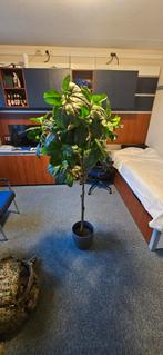 Kamerplant gratis (lees advertentie), Ophalen