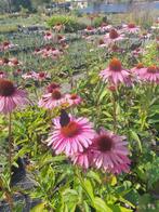 Echinacea planten grote planten  zonnehoed, Ophalen of Verzenden, Zomer, Overige soorten, Volle zon