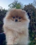 Prachtige Pomeranian puppy’s, Dieren en Toebehoren, Honden | Niet-rashonden, Particulier, 15 weken tot 1 jaar, Buitenland, Parvo