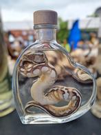 Slang op sterk water, hart fles, taxidermie, Ophalen of Verzenden, Zo goed als nieuw, Opgezet dier