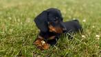 Dwergteckel pups, Dieren en Toebehoren, CDV (hondenziekte), 8 tot 15 weken, Korthaar, Dwerg