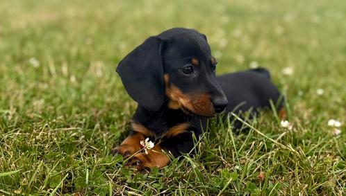 Dwergteckel pups, Dieren en Toebehoren, Honden | Teckels en Dashonden, Meerdere dieren, Korthaar, Dwerg, Particulier, Meerdere
