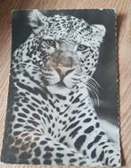 Panter, Verzenden, Gelopen