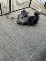 Pomeriaan dwergkees, Reu, 1 tot 2 jaar, Eén hond, Nederland