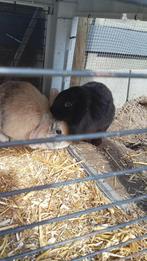 Drie konijntjes plus hok geatis, Dieren en Toebehoren, Meerdere dieren, Dwerg