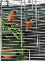 Nordische Goudvinken 5 Hähne, 3 Hennen, Dieren en Toebehoren, Vogels | Overige Vogels, Meerdere dieren, Wildzangvogel, Geringd