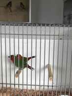 Koppel Roodkoppapagaai amadine, Dieren en Toebehoren, Vogels | Overige Vogels, Meerdere dieren