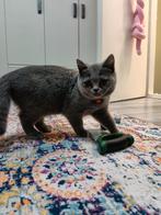 Britse korthaar, Dieren en Toebehoren, Katten en Kittens | Raskatten | Korthaar, Poes, Gechipt, 0 tot 2 jaar