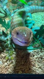 Tiliqua Scincoides Intermedia 1.0, Dieren en Toebehoren, Overige soorten, 7 tot 10 jaar