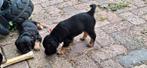 Puppen kruising Engelse cockerspaniël., Dieren en Toebehoren, Honden | Niet-rashonden, CDV (hondenziekte), 8 tot 15 weken, Meerdere