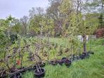 diverse fruitboompjes, Tuin en Terras, Planten | Fruitbomen, Kersenboom, Lente, Volle zon, 100 tot 250 cm