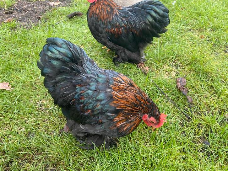 Cochin hanen, Dieren en Toebehoren, Pluimvee, Kip, Mannelijk