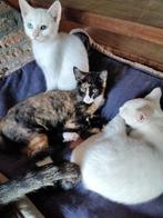 3 jonge poesjes, Dieren en Toebehoren, Katten en Kittens | Overige Katten