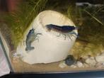 Blauwe kreeft, Dieren en Toebehoren, Vis
