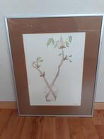 Botanische prent in frame, 50 tot 75 cm, Metaal of Aluminium, Ophalen of Verzenden, Zo goed als nieuw