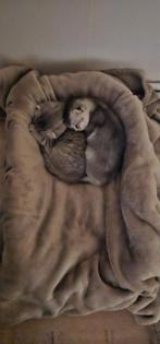 Britse korthaar kittens, Dieren en Toebehoren, Katten en Kittens | Overige Katten, Meerdere dieren, Kortharig, 0 tot 2 jaar