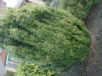 naaldstruiken te ruil