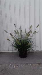 siergras pennisetum little bunny, Ophalen, Zomer, Vaste plant, Siergrassen