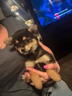 Mini Pomsky pups, Dieren en Toebehoren, Honden | Poolhonden, Keeshonden en Oertypen, 8 tot 15 weken, Teef, Poolhond, Eén hond