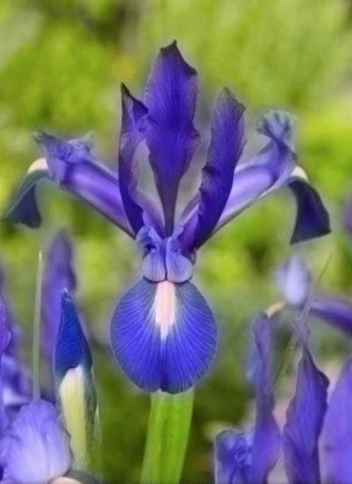 Tk 12 blauwe irissen, lelies, biologisch gekweekt, € 15,00, Tuin en Terras, Planten | Tuinplanten, Vaste plant, Overige soorten