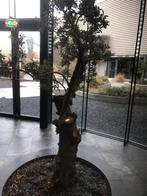 Olijfbomen te koop - zelf uitgraven!, Tuin en Terras, Planten | Bomen, Bloeit niet, 100 tot 250 cm, Olijfboom, Ophalen