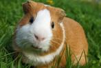 Gratis cavia oppas, Cavia, Geslacht onbekend, Januari, Tam