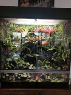 Terrarium H80 B80 D45, Dieren en Toebehoren, Reptielen en Amfibieën | Toebehoren, Ophalen of Verzenden, Terrarium of Paludarium