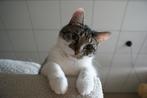Katten oppas aangeboden in de stad Groningen!, Ophalen of Verzenden, Nieuw