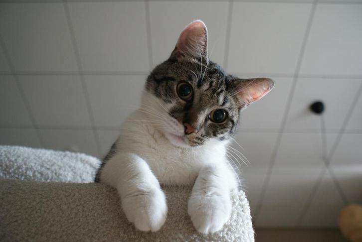 Katten oppas aangeboden in de stad Groningen!, Dieren en Toebehoren, Katten-accessoires, Nieuw, Ophalen of Verzenden