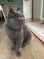 Lieve Britse korthaar op zoek naar een warm huisje, Dieren en Toebehoren, Katten en Kittens | Overige Katten, Poes