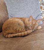 Lieve rode kater zoekt nieuw huis, Kater