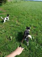 Hondenoppas, hondenopvang aangeboden, Diensten en Vakmensen, Dieren | Honden | Verzorging, Oppas en Les, Particuliere oppas