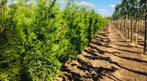 Coniferen - VERS UIT KWEKERIJ, Tuin en Terras, Planten | Struiken en Hagen, Ophalen of Verzenden, Conifeer, 100 tot 250 cm