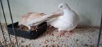 Te koop  een  jong koppeltje tortelduifjes, Dieren en Toebehoren, Vogels | Duiven, Meerdere dieren, Overige soorten
