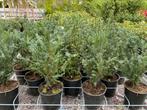 Taxus baccata 40cm hoog, Tuin en Terras, Planten | Struiken en Hagen, Taxus, Ophalen