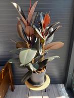 Ficus Elastica Robusta, Huis en Inrichting, Kamerplanten, Ophalen of Verzenden, Ficus
